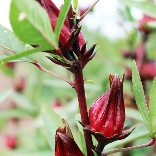 Ekstrakt z kwiatu hibiskusa